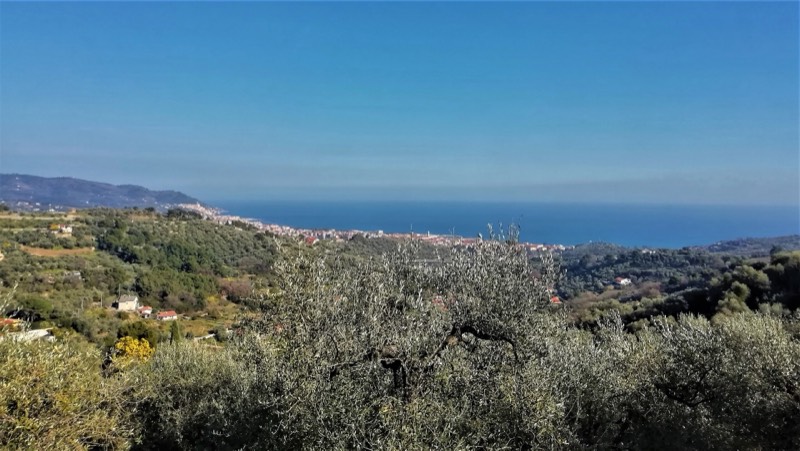 Uliveti sulle colline dell'entroterra di Diano Marina con il mare del Golfo Dianese sullo sfondo