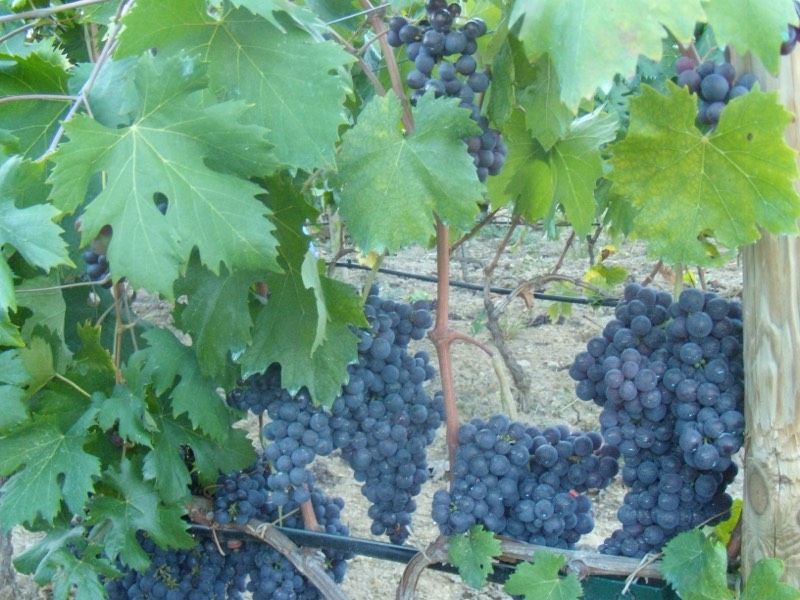 Grappoli maturi di uva Rossese tra le foglie della vite, vitigno del Ponente ligure