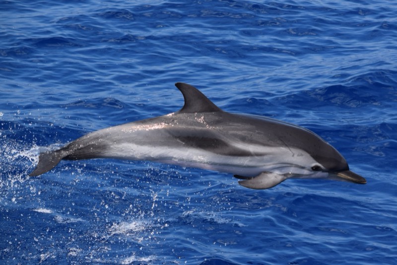 Stenella striata che salta fuori dall'acqua blu del Mar Ligure nel Santuario Pelagos
